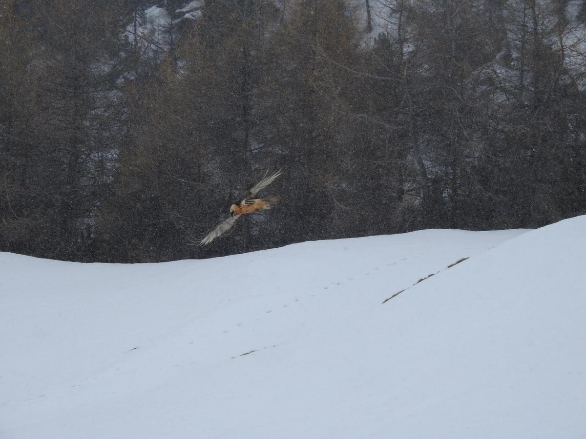 Baita Laura Livigno Zewnętrze zdjęcie